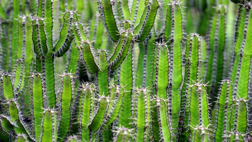 Arizona Cactus