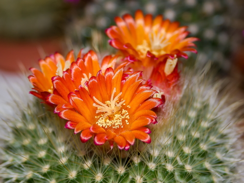 Arizona Cactus Flower