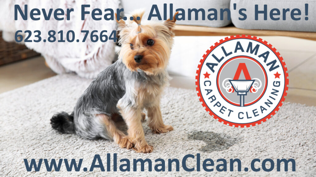 Goodyear, Arizona Pet Stain Removal, Carpet Cleaning